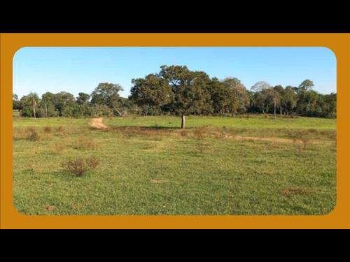 70HA DE TERRAS PASTAIS E LAVRADIAS, PARTE DA FAZENDA BARREIRO PRETO, CARACOL/MS.__