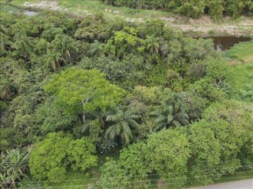 Terreno 250 m² (Lt. 26 da Qd. 11) - Nova Peruíbe - Peruíbe - SP