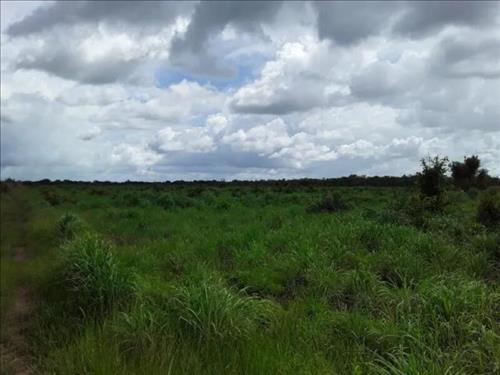 LOTE 001        42 hectares no PA São Gabriel em Aragomina...