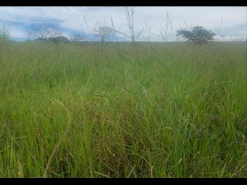 IMÓVEL RURAL COM ÁREA TOTAL DE 73,4496 hectares. EM VIANÓPOLIS-GO, AVALIADO EM R$ 3.030.921,95