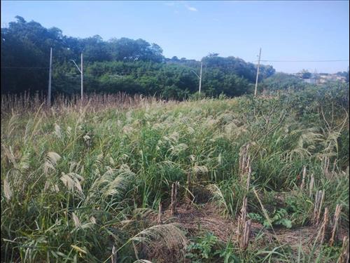 Foto de Terreno 352m² | DESOCUPADO | Cafelândia-PR | Centro - Amplo Lote de 352m², Jardim Ravena, Pronto pa...