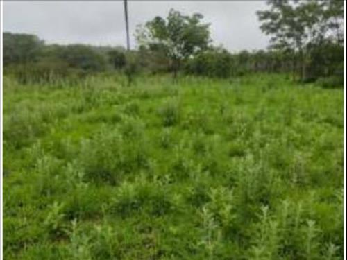 Foto de Terrenos à venda em leilão