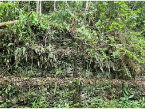 Terrenos à venda em leilão