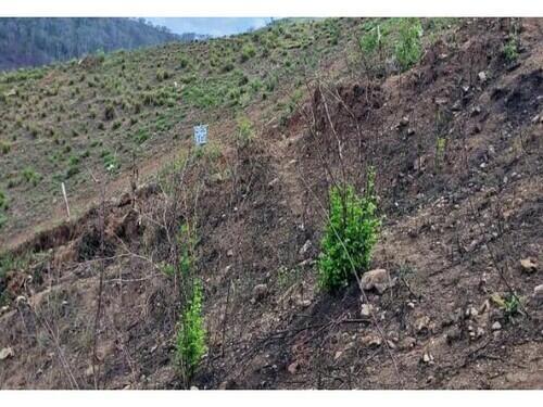 Lote de Terreno em Timbaúba/PE - Imóvel Desocupado