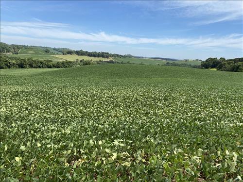 ÁREA RURAL COM 10,15 HECTARES EM ENÉAS MARQUES/PR  REGIÃO AGRÍCOLA