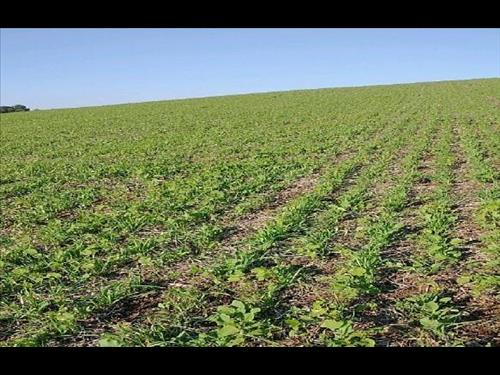 Foto de Jóia-RS. Fração de terras c/ 55ha 1.957m², situada no lugar denominado São João ...