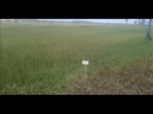 02 Terrenos na Vila Rica dos Abais - Itaporanga D'Ajuda/SE